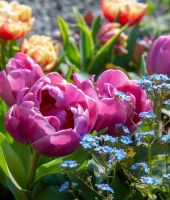 Tulip Double You